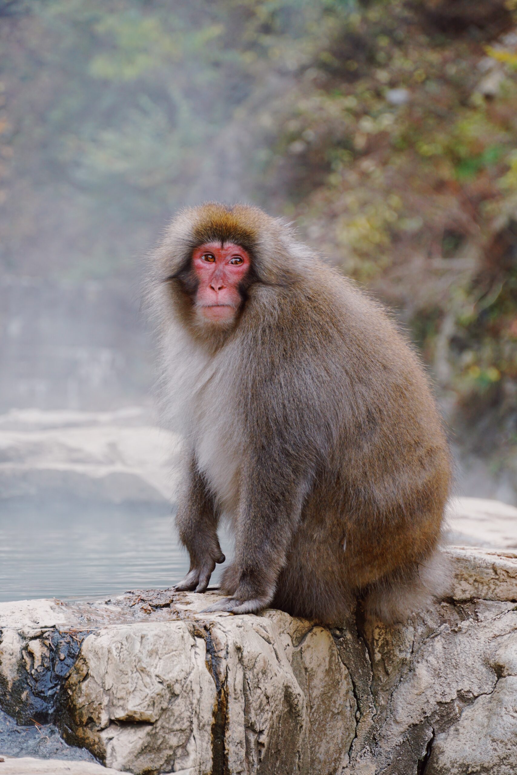 Visiting the Snow Monkeys of Jigokudani Monkey Park: A Complete Guide